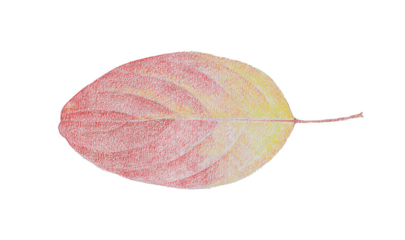 Base applications of colored pencils on the drawing of a leaf