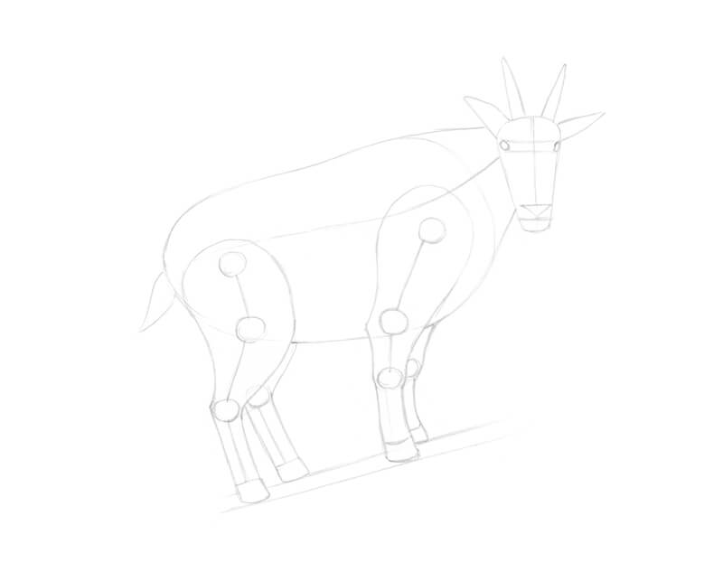 Completing the underdrawing of a goat