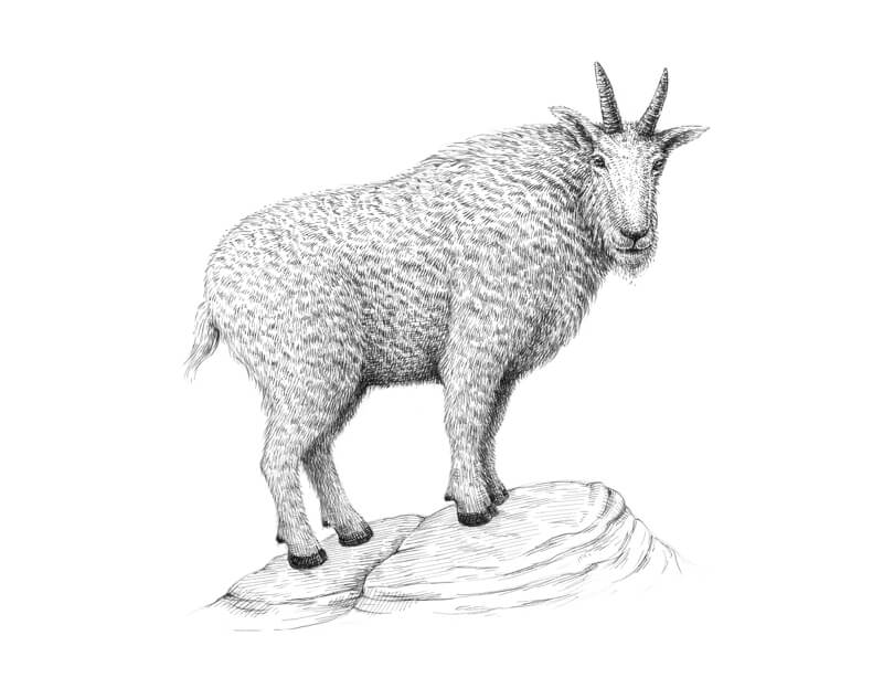 Drawing rocks under the goat with pen and ink