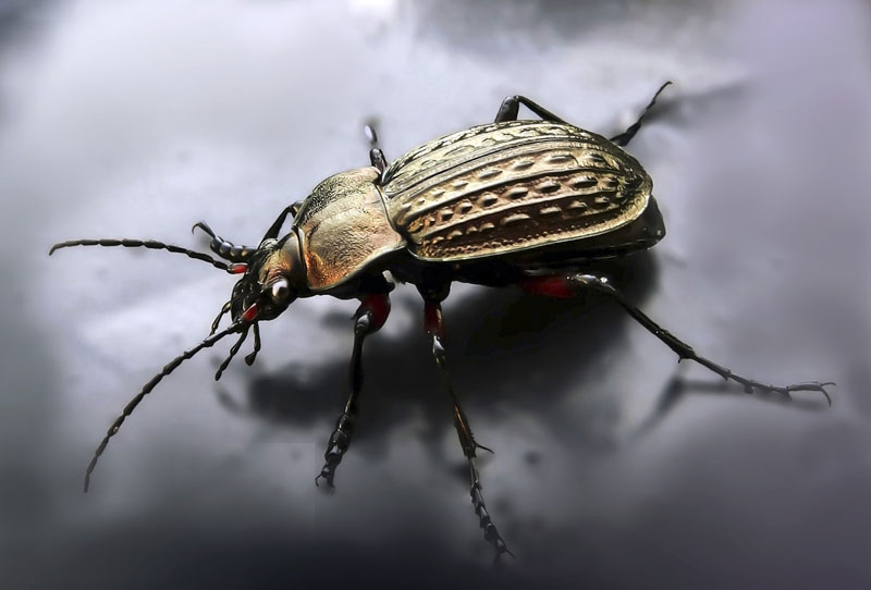 Bug drawing with colored pencils reference