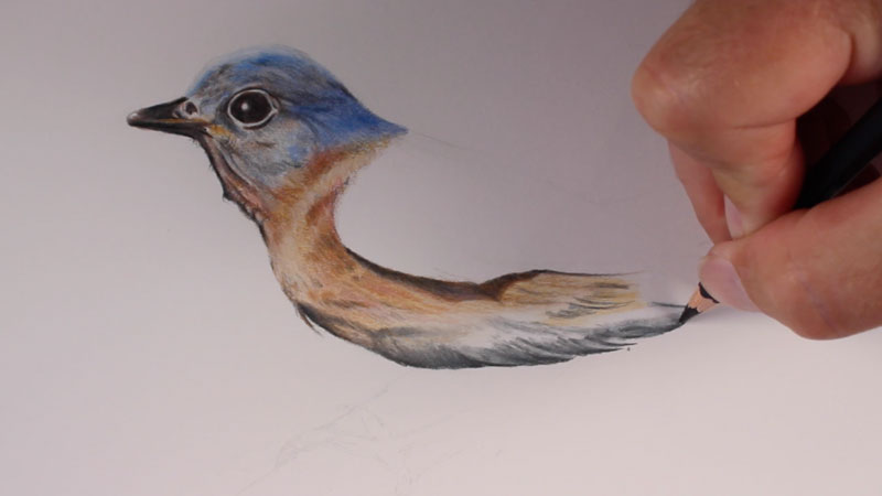 Bird step 5