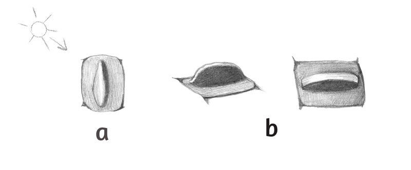 Drawings of crocodile scales in relief