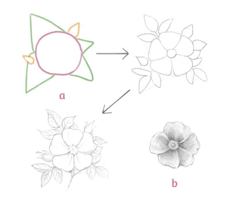 Creating a preliminary drawing of a wild rose