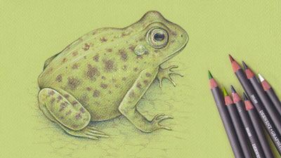 How to Draw a Frog with Graphitint Pencils