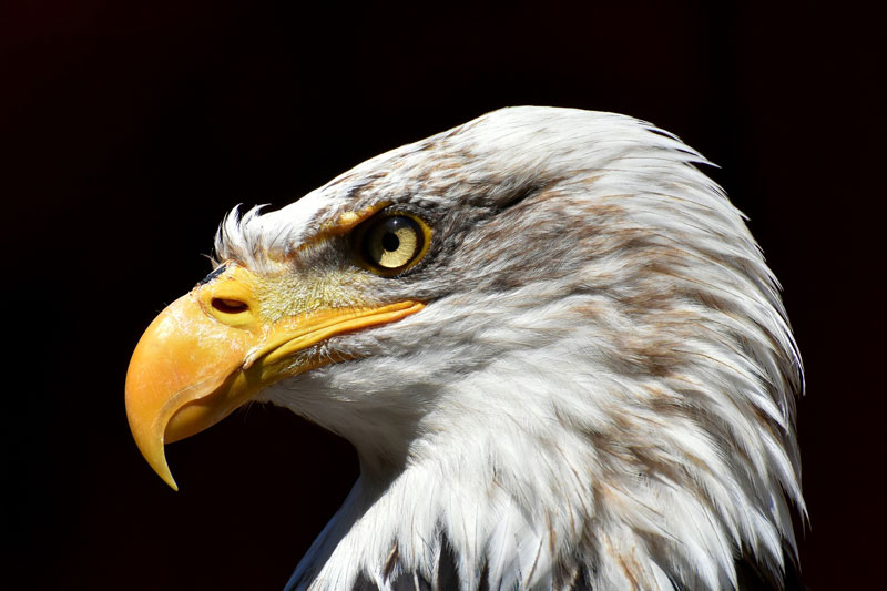 Eagle-sketch-photo-reference