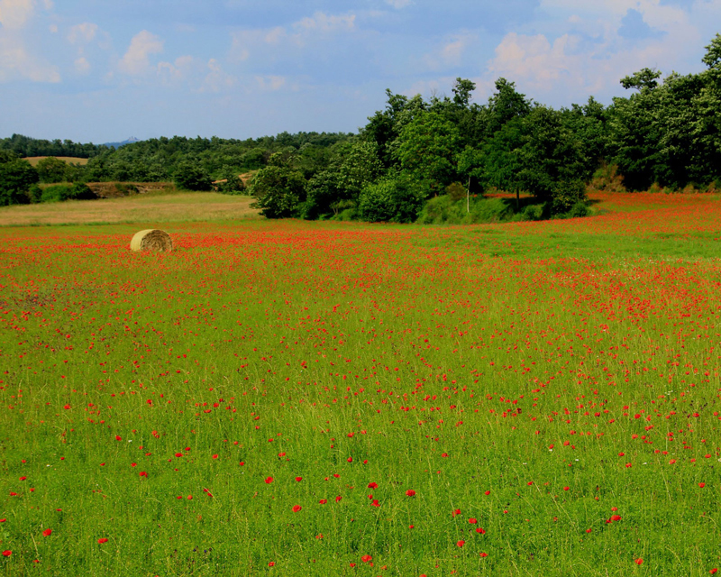 Field of red flowers photo reference