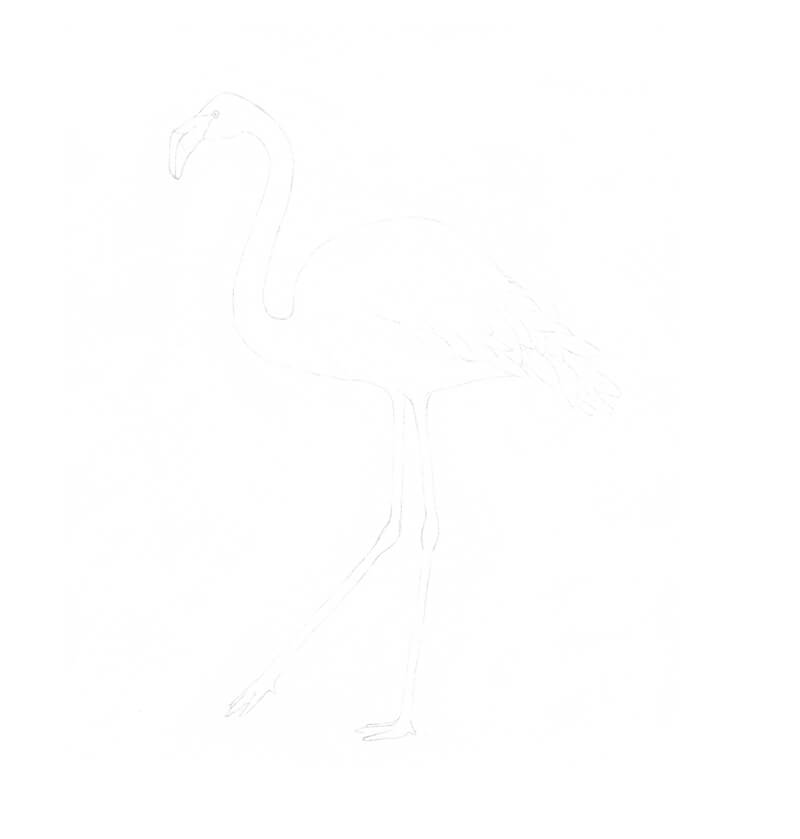 Traced image of a flamingo