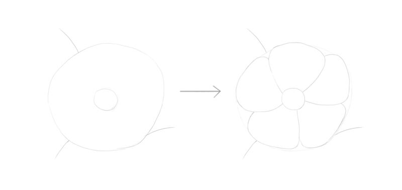 Drawing the framework of the wild rose