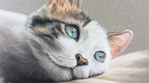 How to Draw a Cat with Pastels