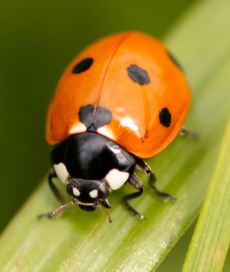 Photo reference of ladybug for drawing exercise