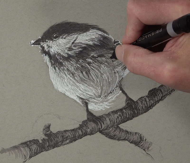 Making shadows darker with marker on the body of the bird