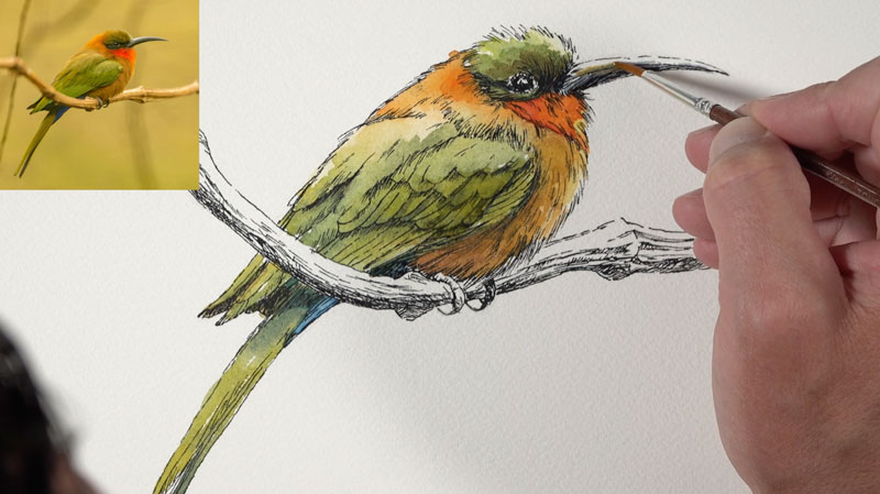 Painting the beak with watercolor