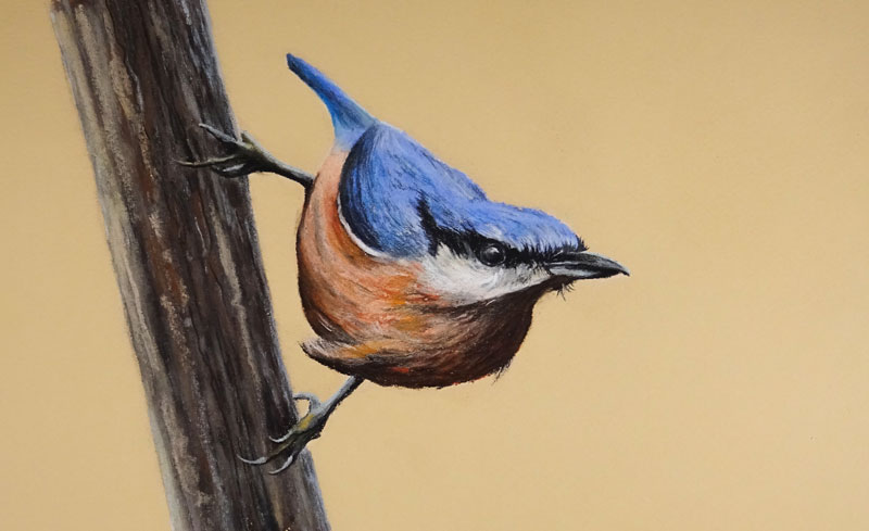 Pastel drawing of a bird