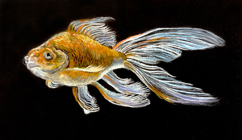 Pastel pencil drawing on black paper - goldfish