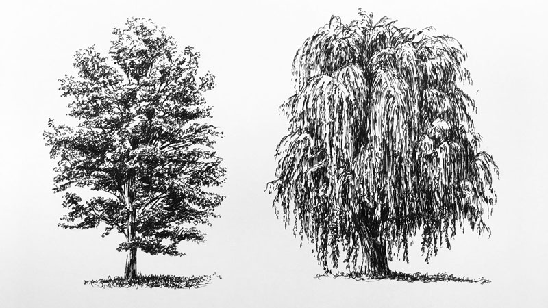 Pen and ink drawing of a tree