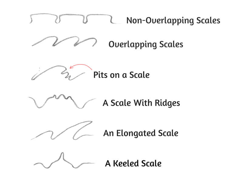 Relief of different types of animal scales