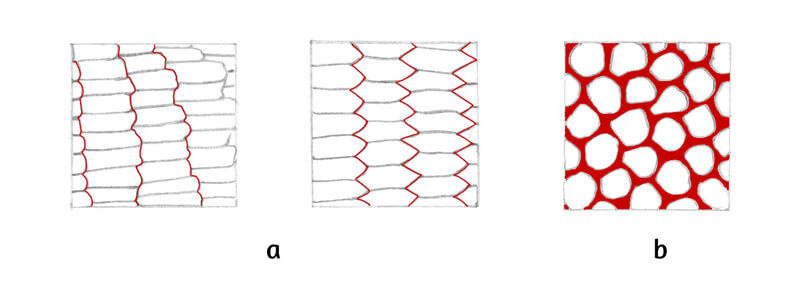 Illustration of space between animal scales