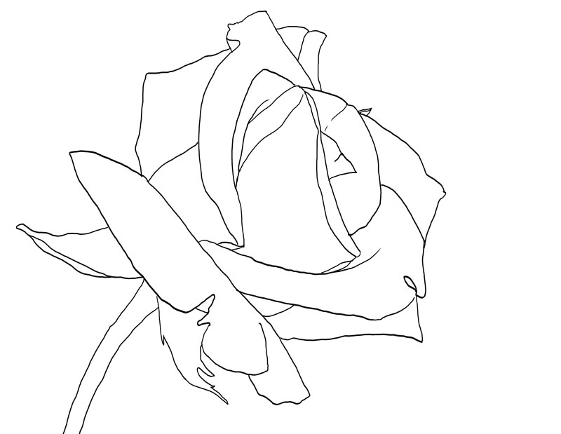 Rose Outline