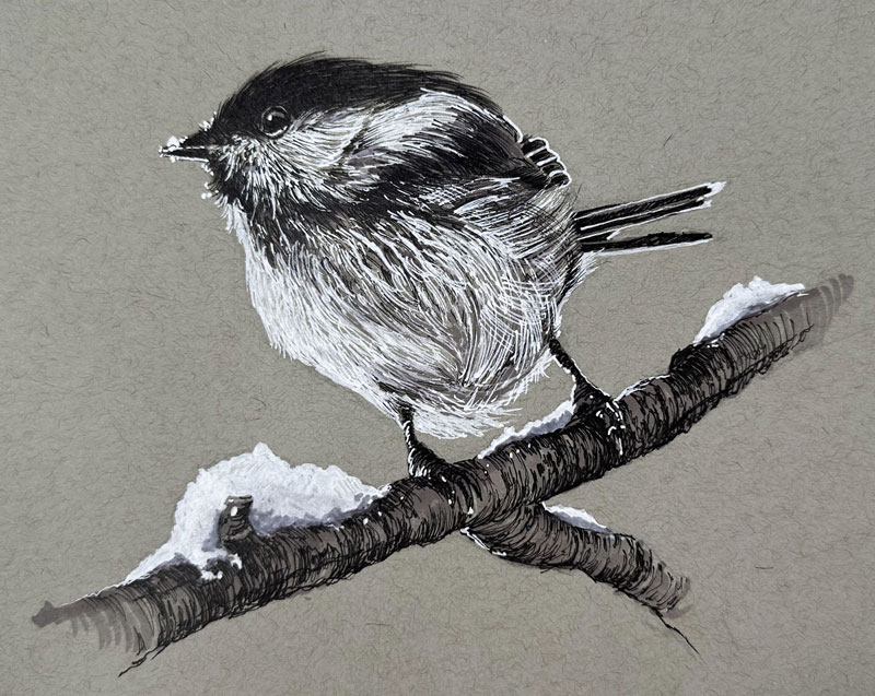 Pen and Ink drawing of a bird with black and white ink