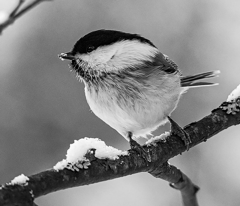 Snow bird - photo reference