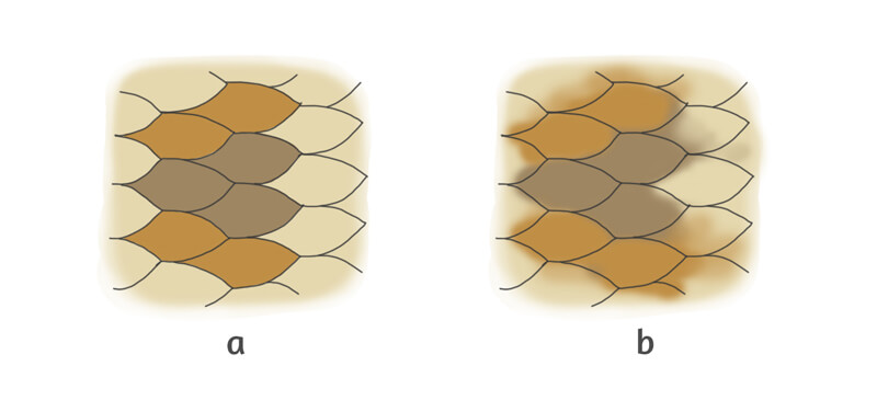 Variations of color in animal scales