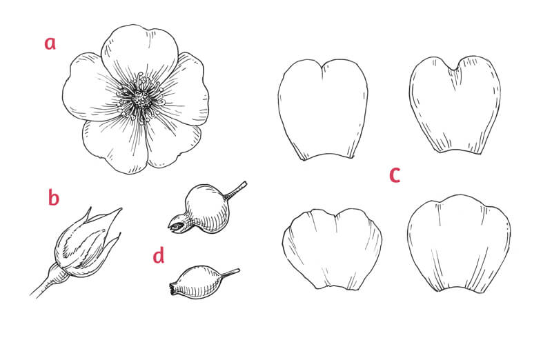 Parts of a wild rose